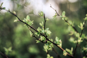(100/366) Lentegroen (127/365) - image gratuit #362313